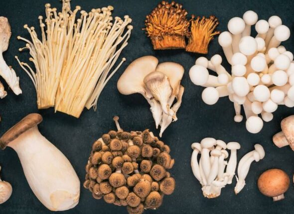Functional-Mushroom-Types-Business-Opportunities-Regulations-VicenteLLP.faab9b617fcbd398c565109097764bfa