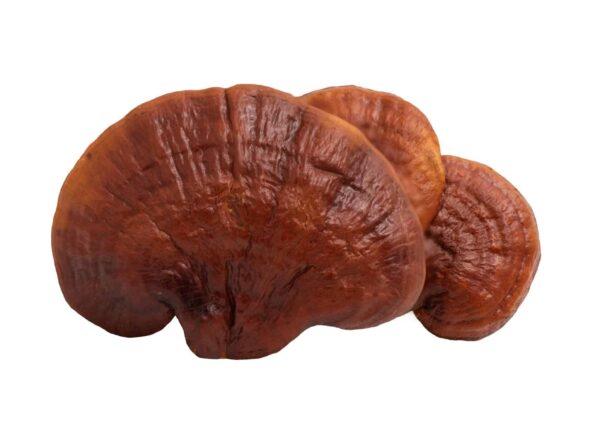 Reishi-Mushroom-Extract-Ganoderma-lucidum-Karst-scaled-1