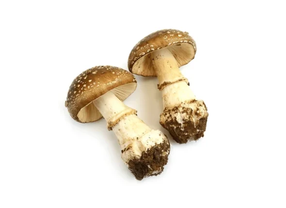 amanita-pantherina-isolated-on-white-600nw-2305557475