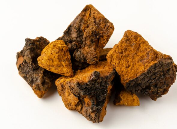 chaga+shutterstock_1622464234